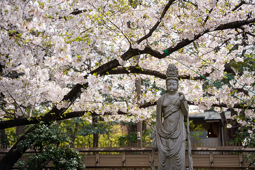Sakura and The Buddha ©  Raita Futo
