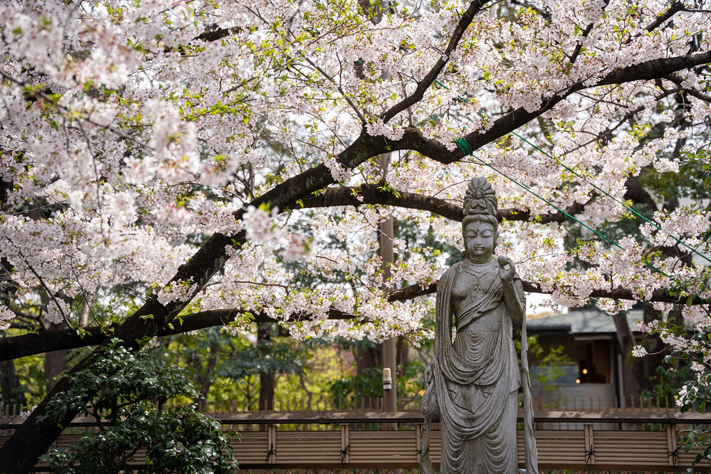 : Sakura and The Buddha