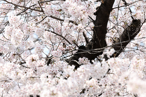 Spring in Seoul 2024_06 ©  Republic of  Korea