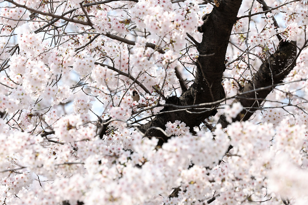 : Spring in Seoul 2024_06