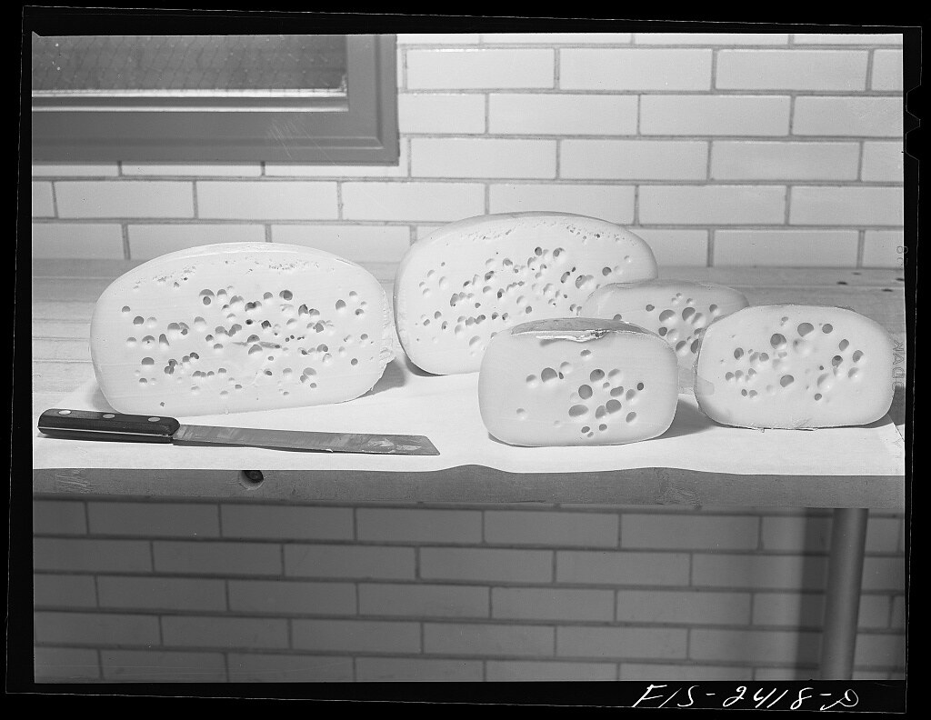 : Samples of Swiss-type cheeses made in the Dairy Industries Department at Iowa State College. Ames, Iowa (LOC)