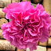 Pink Carnation IMG_3985