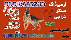 Army dog center Karachi | 03018665280 | Sniffing Dogs