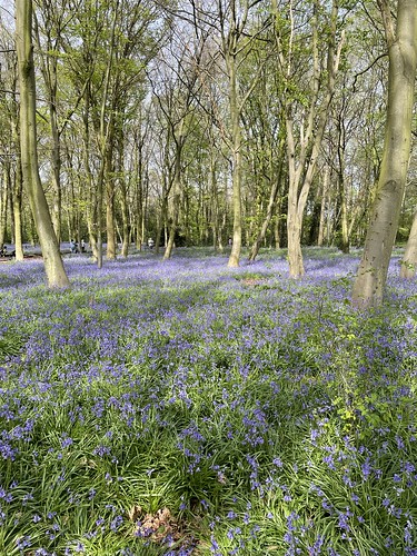 Bluebell woods in Wanstead Park ©  mia!