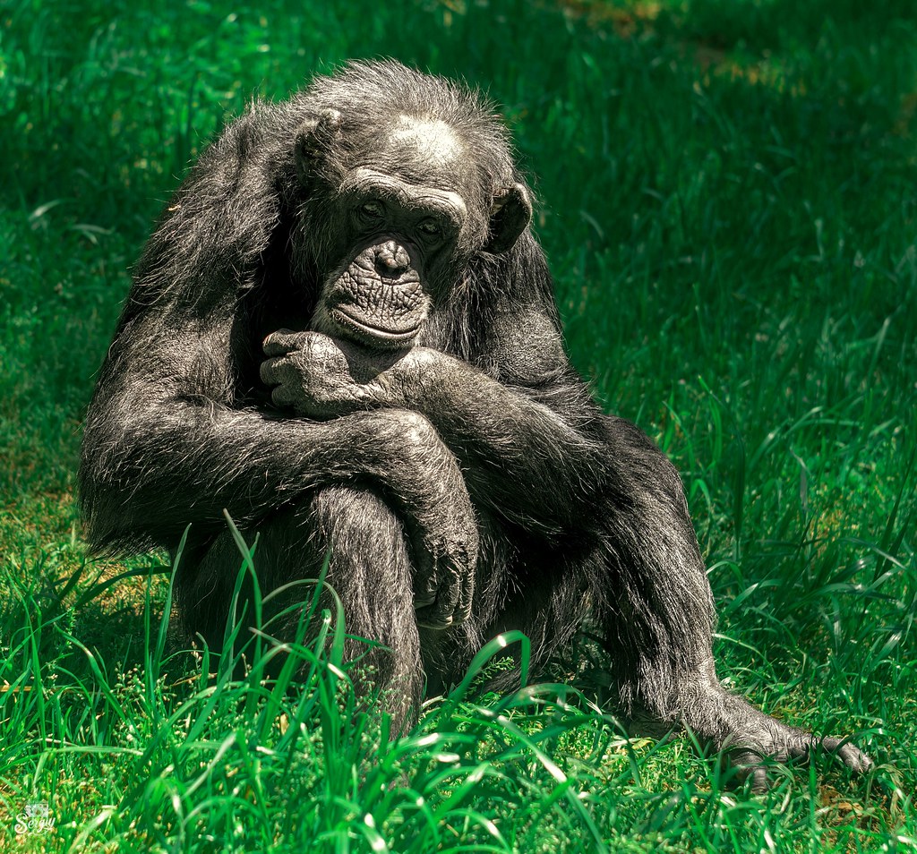 : Thoughtful Chimp in NC Zoo