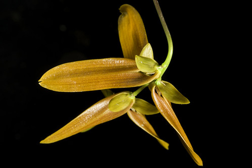 Bulbophyllum refractum 'Laos 2402' (Zoll.) Rchb.f. in Ann. Bot. Syst. 6: 259 (1861) ©  Motohiro Sunouchi