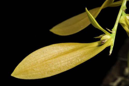Bulbophyllum refractum 'Laos 2402' (Zoll.) Rchb.f. in Ann. Bot. Syst. 6: 259 (1861) ©  Motohiro Sunouchi