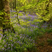 Ancient Bluebell Valley