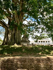 Estupas y santuarios en Anuradhapura.