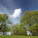 Green trees, blue sky and a happy little cloud,