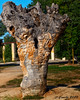 “Tronco tallado” del Parque Safont-Toledo(Castilla la Mancha)
