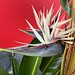 Giant white bird of paradise with Spotted Oleander Caterpillar Moth