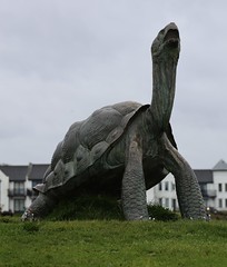 Tortoise Statue By An Unknown Artist, Littlehaven, South Shields, Tyne & Wear, England.