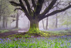 Tree And Bluebells