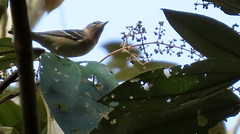 Bay-breasted Warbler, Setophaga castanea
