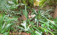 Dracaena sp --  a snake plant in flower 9349