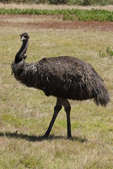 Emu - Gariwerd (Grampians) Australia