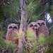 Three Great Horned Owlets