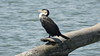 Cormorant - Lake Naivasha - Kenya
