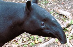 Tapirus indicus --  Maylayan Tapir 9354