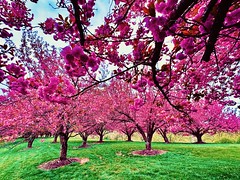 Pink Blossoms - 19 April 2024