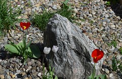 20240419 Tulips and Red Admiral Butterfly