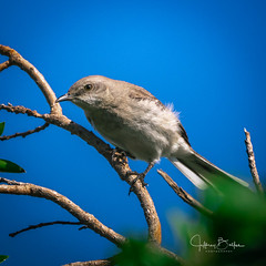 Northern Mockingbird Perched