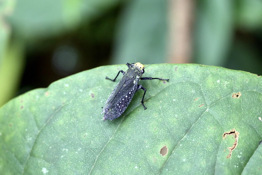 : Homoscarta ecuadoriana (Cicadellidae: Cicadellinae: Proconiini)