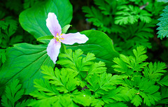 Pink Trillium in the Green Woods