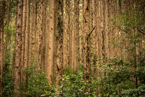 Tsukuba's forest ©  Raita Futo