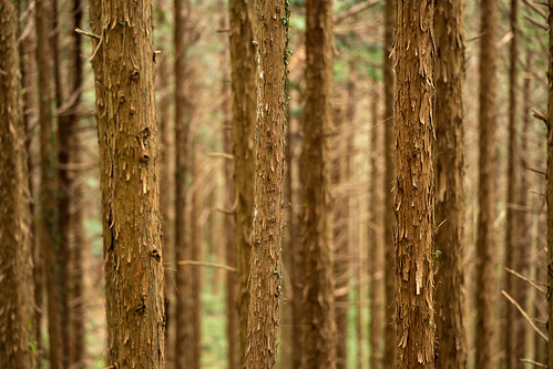 Tsukuba's cedar forest ©  Raita Futo
