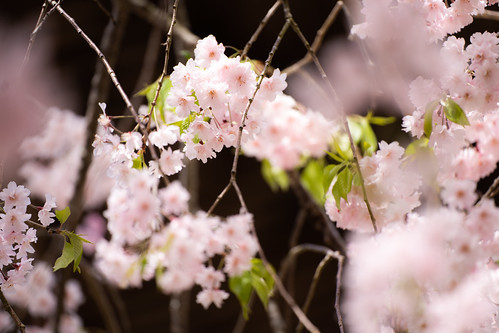 Shidare sakura in Tsukuba ©  Raita Futo
