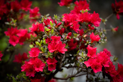 Red Rhododendron ©  Raita Futo