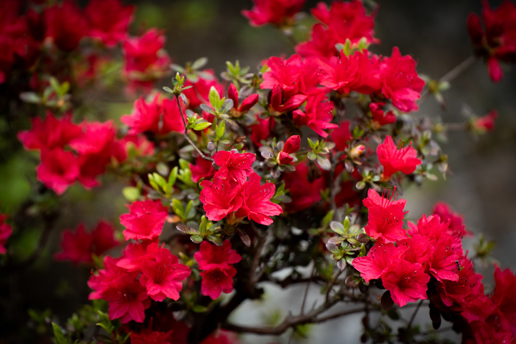 : Red Rhododendron
