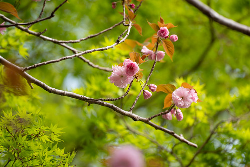 Sakura and green momiji ©  Raita Futo