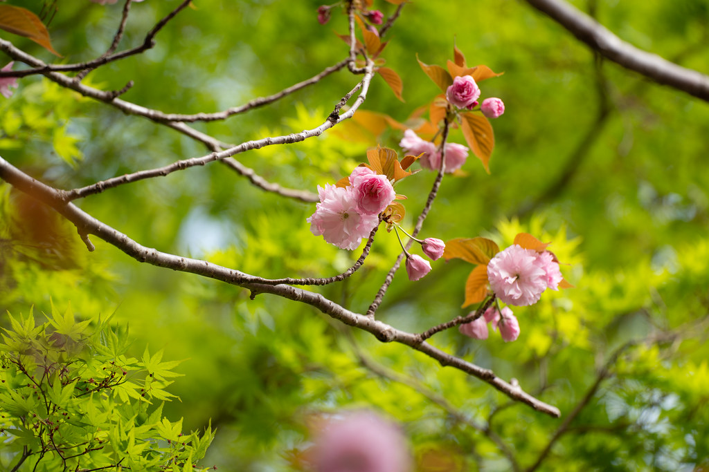 : Sakura and green momiji
