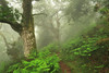 Oak trees, ferns and fog  ( Explore )