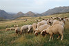 03009_21 A flock of sheep, High Atlas, Morocco, July 2003