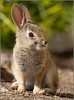 Baby Bunny 7838