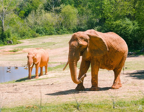 Elephants in NC Zoo ©  Sergiy Galyonkin