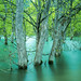 水没林　submerged forest