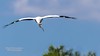 Wood Stork Heading Straight for you at the Wakodahatchee Wetlands, Delray Beach, Florida