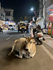 UDAIPUR, INDIA - holy cow/ УДАЙПУР, ИНДИЯ - священная корова