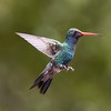 Broad-billed Hummingbird m.