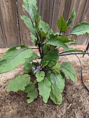 Solanum melongena L. Solanaceae - eggplant, aubergine, berejèn,  มะเขือ 2