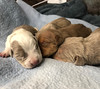 Discover The Cheap Bully Puppies in Dallas