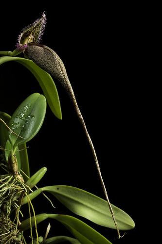 Bulbophyllum romyi B.Thoms in Orchids (West Palm Beach) 84: 631 (2015) ©  Motohiro Sunouchi