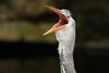 Heron yawning