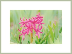 Hyacinth Beauty