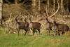 Herd of deer in a forest